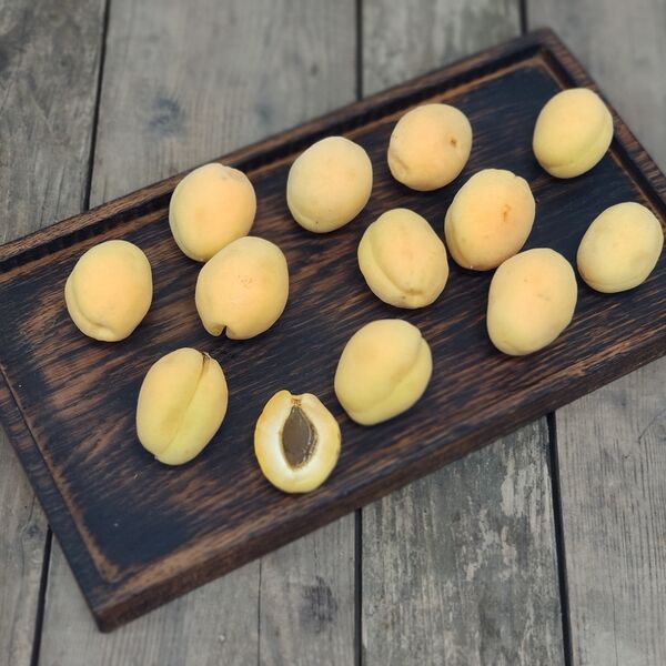 Абрикос Узбекистан