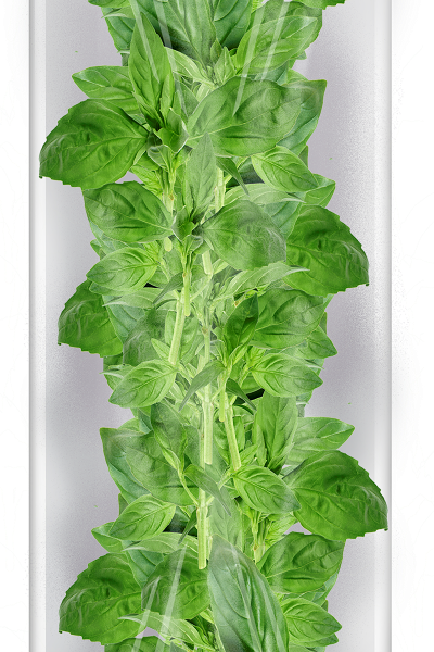 Базилик зеленый свежий