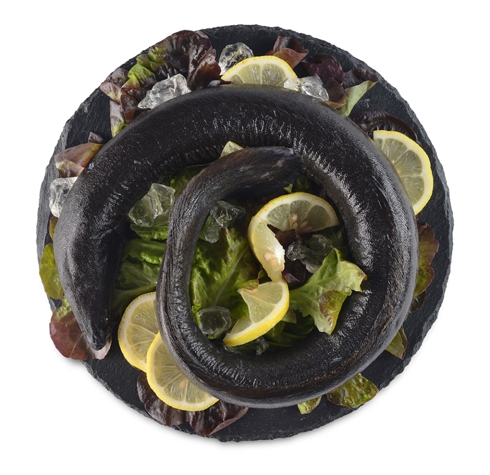 

Угорь морской вес