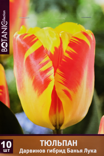 

Луковицы Тюльпан Дарвинов гибрид Банья Лука, 10шт
