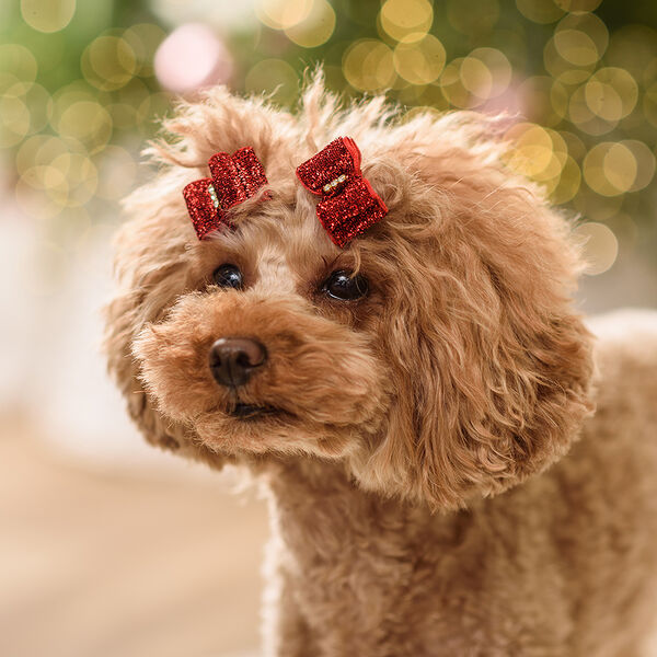 Petmax бантик красный с блестками 2шт