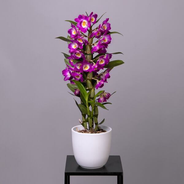 Букет цветов 