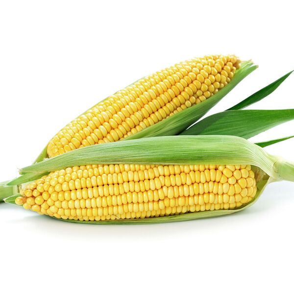 Кукуруза молодая