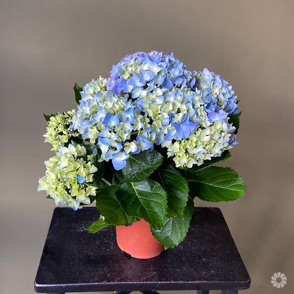 Гидрангия Кустовая Синяя (D-14, Н-50)