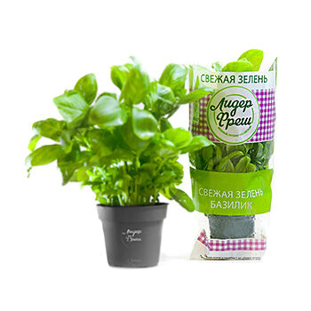 Базилик зелёный в горшочке