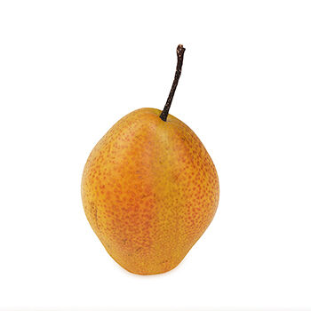 Груша Китайская