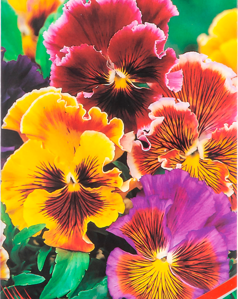 Семена ДОМ СЕМЯН Анютины глазки Рококо