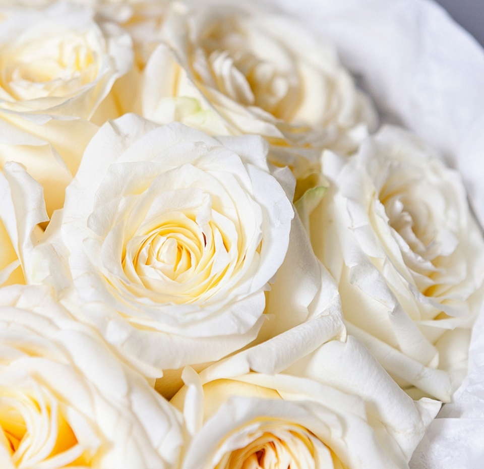 

Букет Ирис из 11 роз Candlelight в упаковке