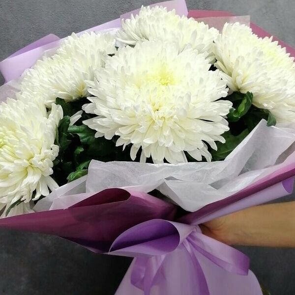 5 одноголовых хризантем в дизайнерской упаковке