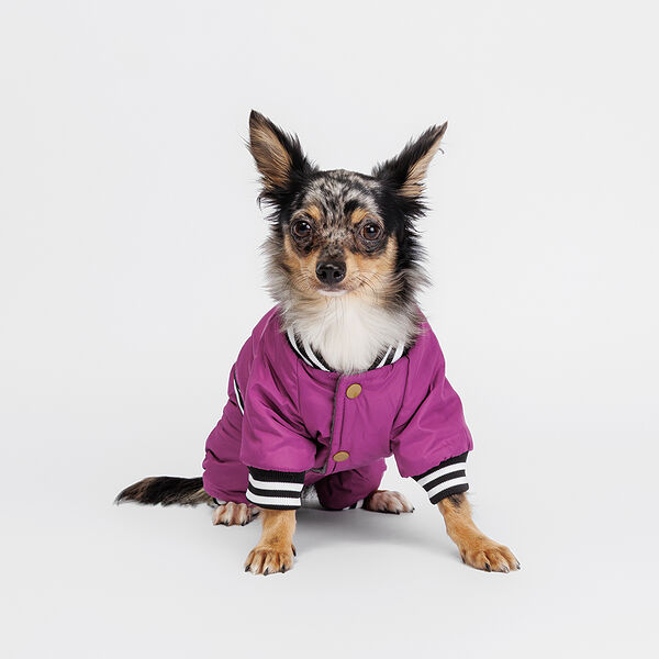 Комбинезон для собак Комикс, S, фиолетовый (девочка)
