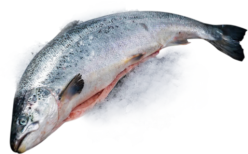 Лосось 4-8 кг (зам. Чили) вес до 5.0кг