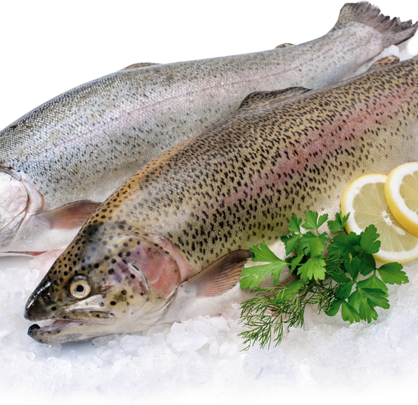 Форель Радужная потр охл вес до 3.0 кг