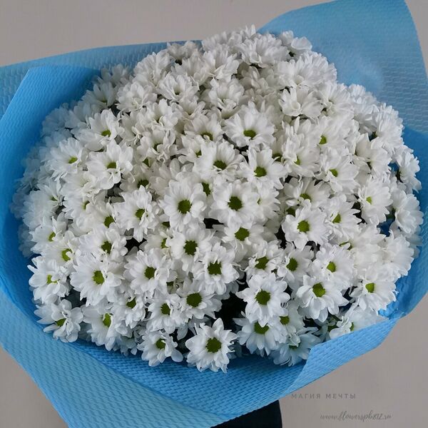Большой букет их белых Хризантем, 25 шт.