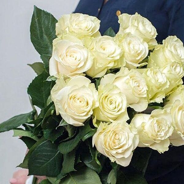 Роза сорта Мондиал 70 см