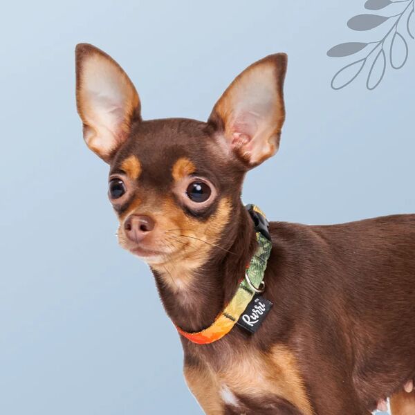 Ошейник для собак и кошек Bright City, длина 23-32 см, ширина 10 мм