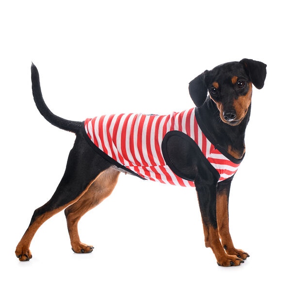 Майка для собак XL красный (унисекс)