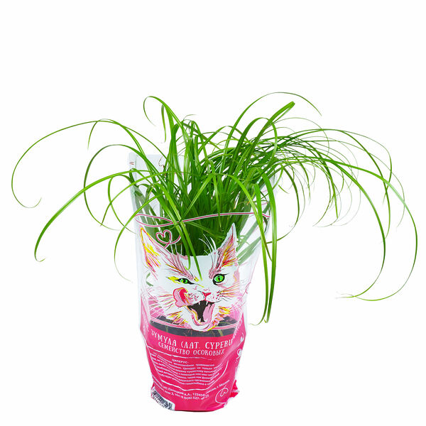 Осока для кошек (циперус)