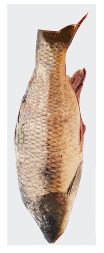 

Сазан замороженный КАМШАТ неразделанный, весовой