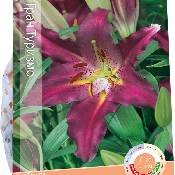 Луковица Лилия восточная Гран Туризмо, Арт. 61