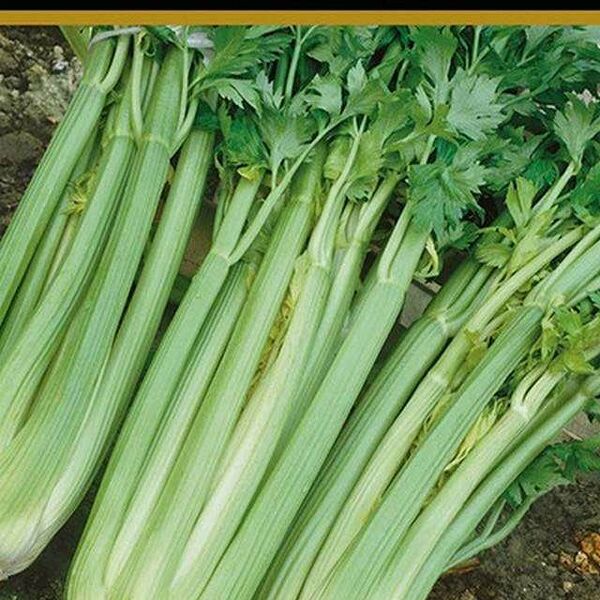 Семена Сельдерей Черешковый Юта 0.5 г ТМ Поиск