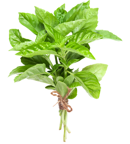 

Базилик зеленый ФЛ вес до 250г