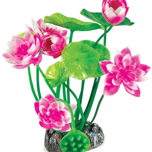 Laguna растение 