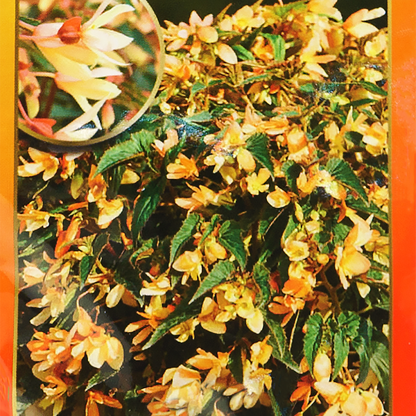 Семена РУССКИЙ ОГОРОД Профи, Бегония ампельная Радужный каскад F1, 5шт