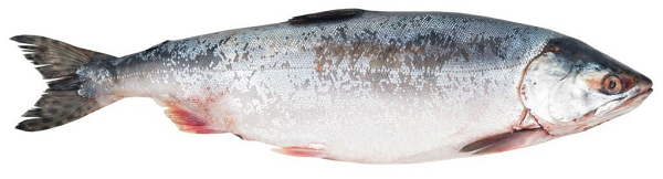 Горбуша с головой потрошёная свежемороженая вес