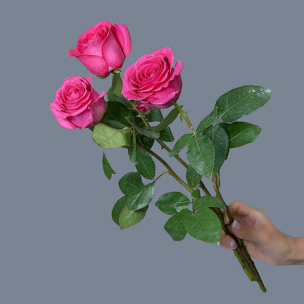 Роза Pink Floyd 3ст