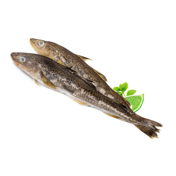 Навага северная печорская замороженная ОПТ