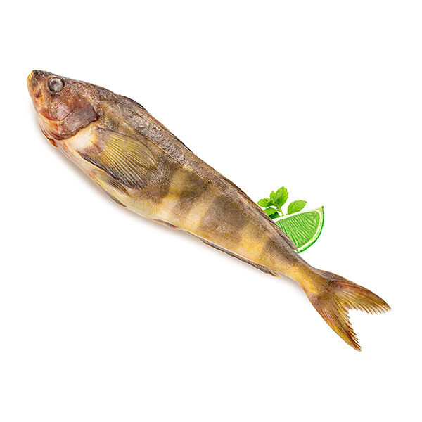 Терпуг Мурманск замороженный