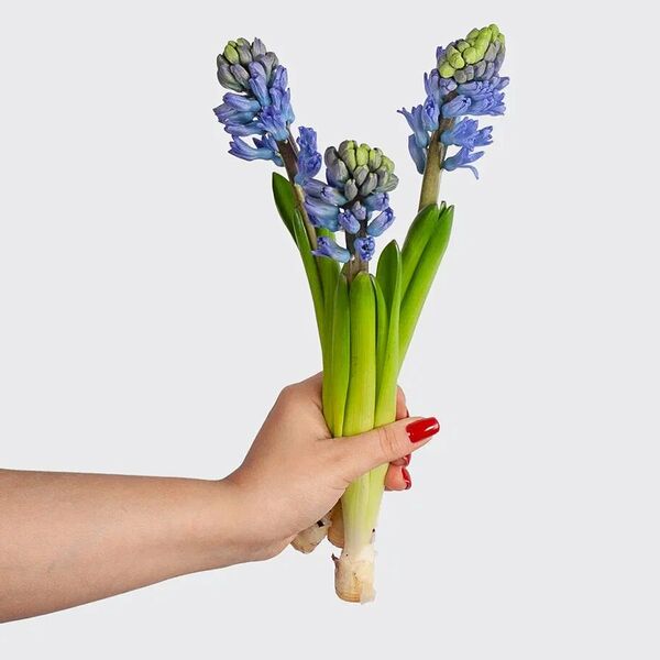 Гиацинт 3 шт.