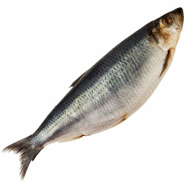 Сельдь неразделанная