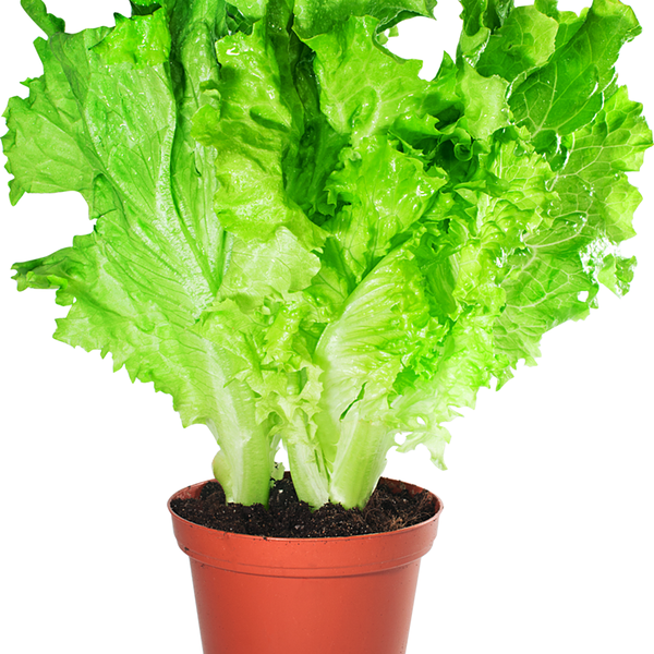 Салат листовой в горшочке