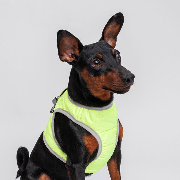 Шлейка Rurri желтая со светоотражающей лентой XL