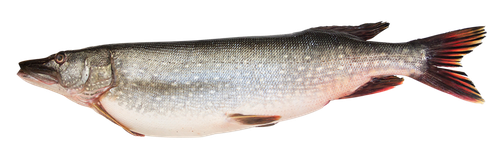 

Щука охл вес до 2.0 кг