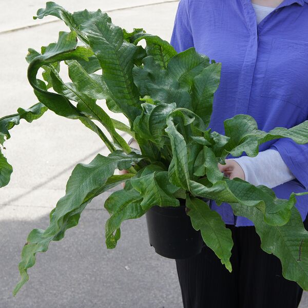 Микросорум Крокодил большой