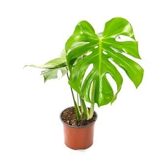 Монстера Делициоса (D-15, Н-60)