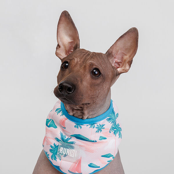 Бандана Rurri голубая с принтом 25-32см