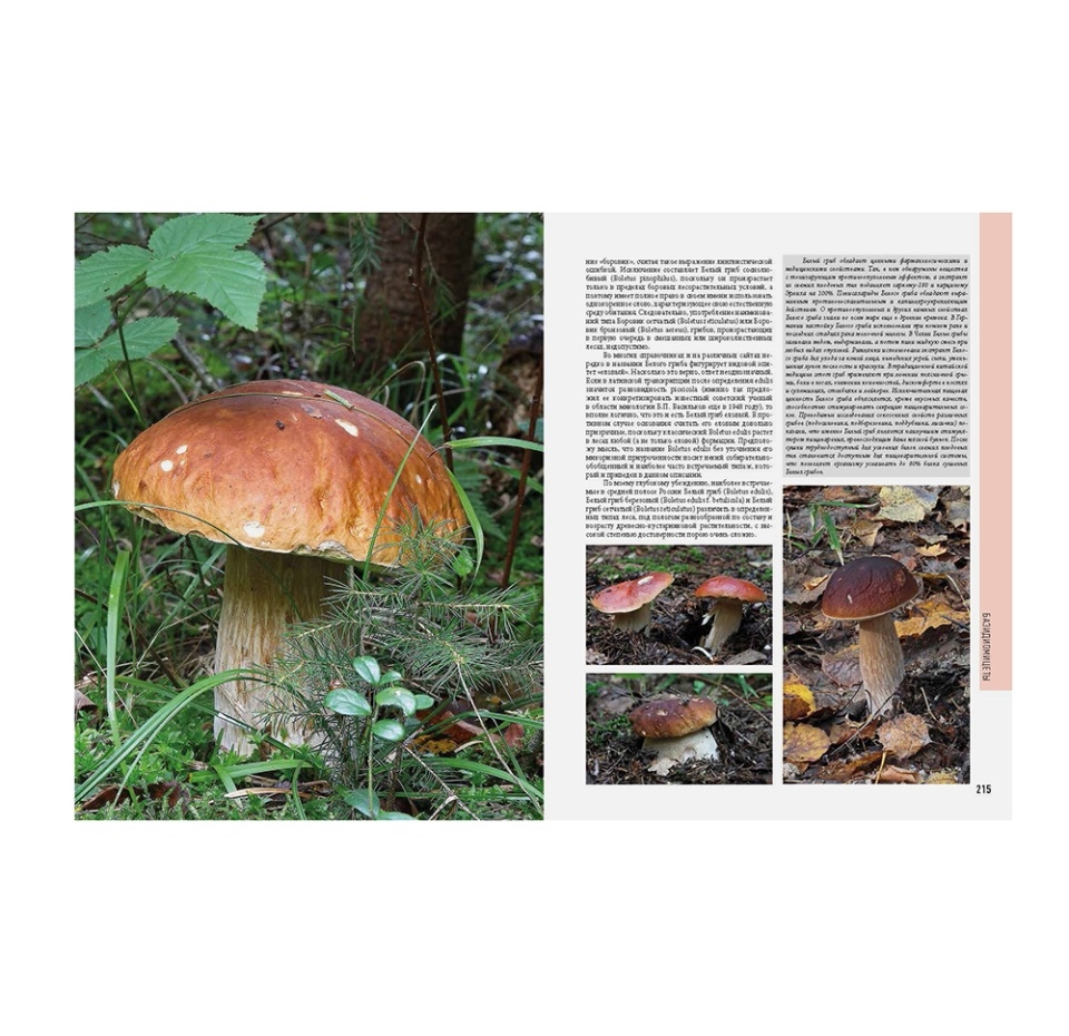 

Грибы. Большая фотоэнциклопедия. Кашпор Николай Николаевич