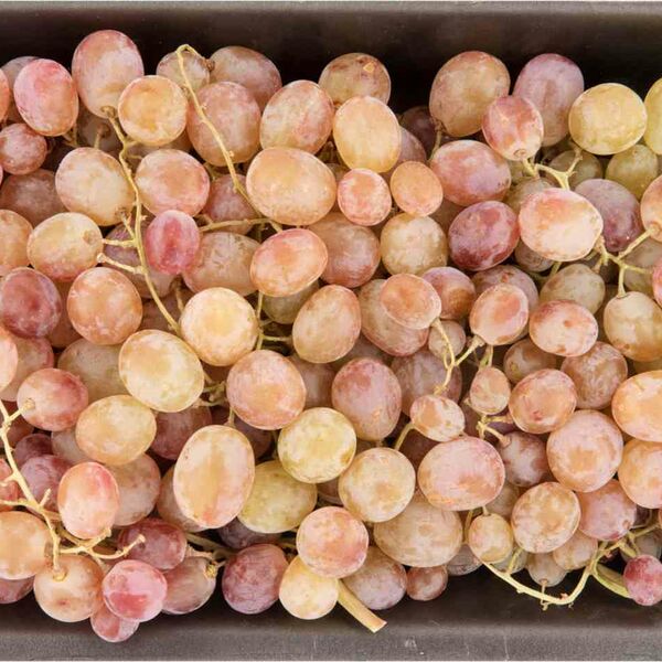 Виноград Тойфи