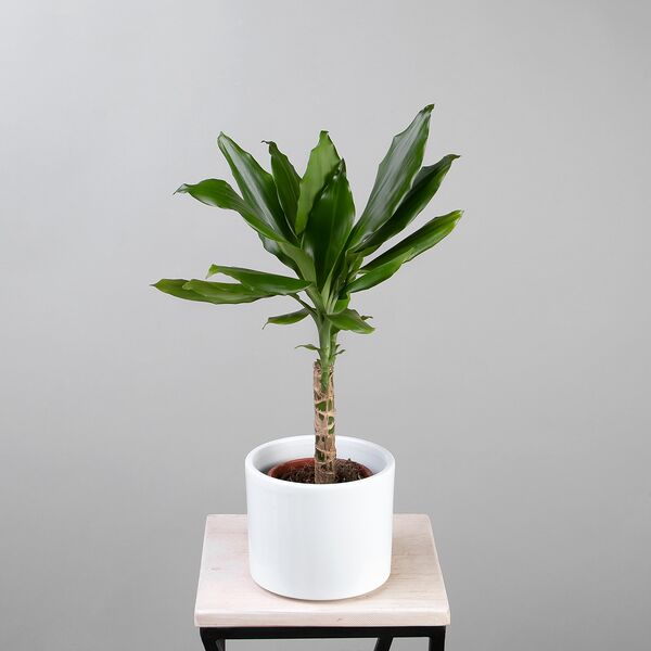 Драцена фрагранс Стеуднери 1 ст (D-12, H-20)