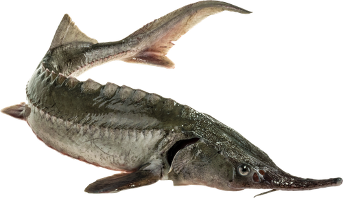 

Осетр живой вес до 3.0кг