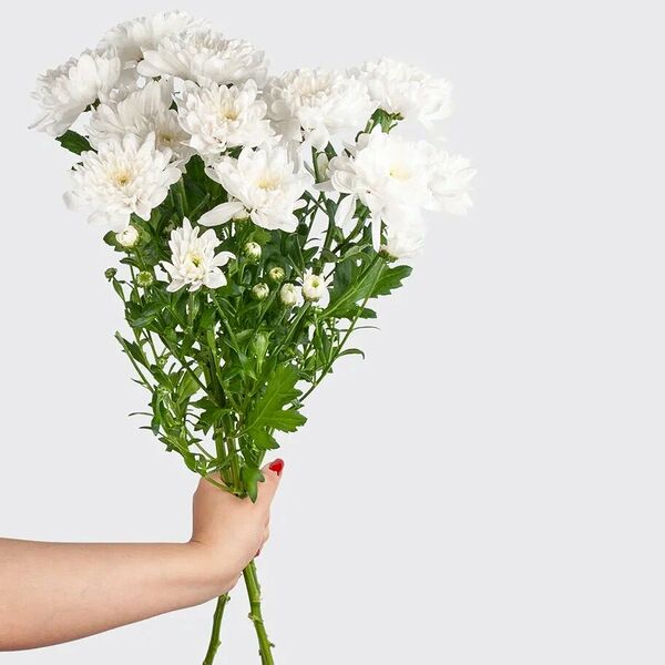 Хризантема кустовая белая 3 шт.