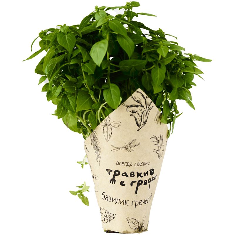 

Базилик Травки с грядки Греческий 1 шт.