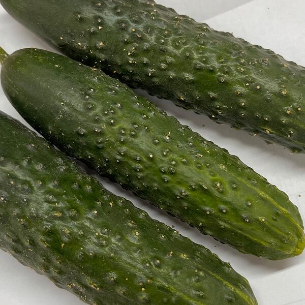 Огурцы средние