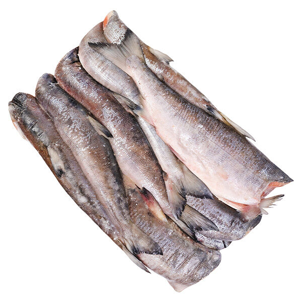 Кета замороженная ОПТ