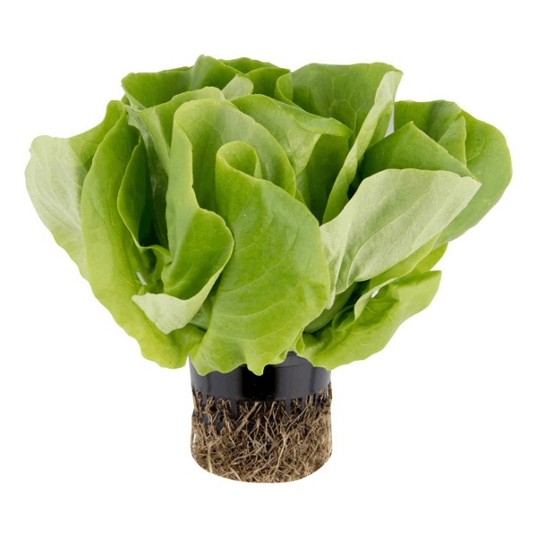 Салат маслянистый Агрохолдинг Московский 200г