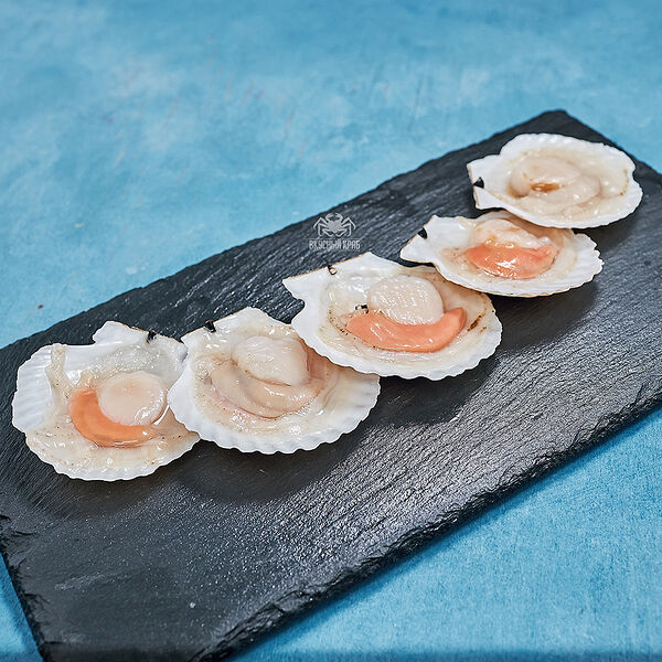 Гребешок приморский на створке раковины