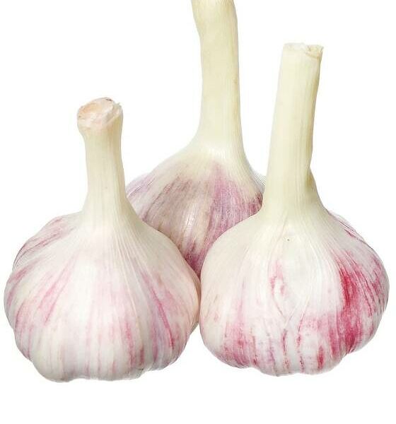 Чеснок молодой